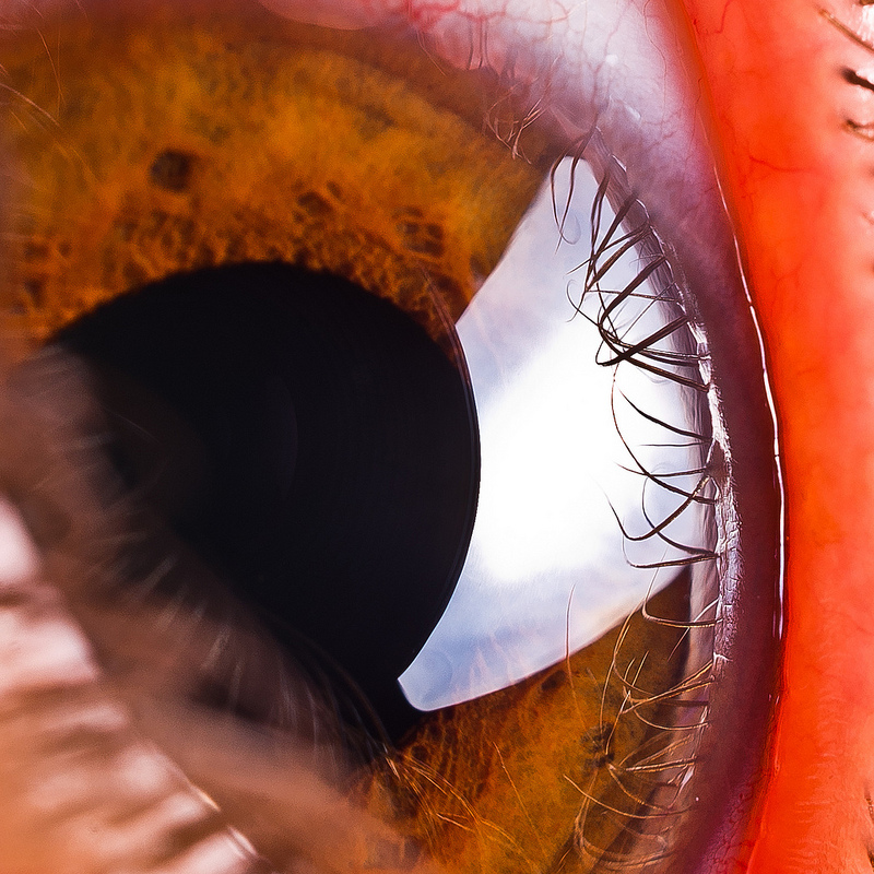 StudioPress Forum Focus Group